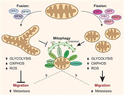 The Close Interconnection between Mitochondrial Dynamics and Mitophagy in Cancer